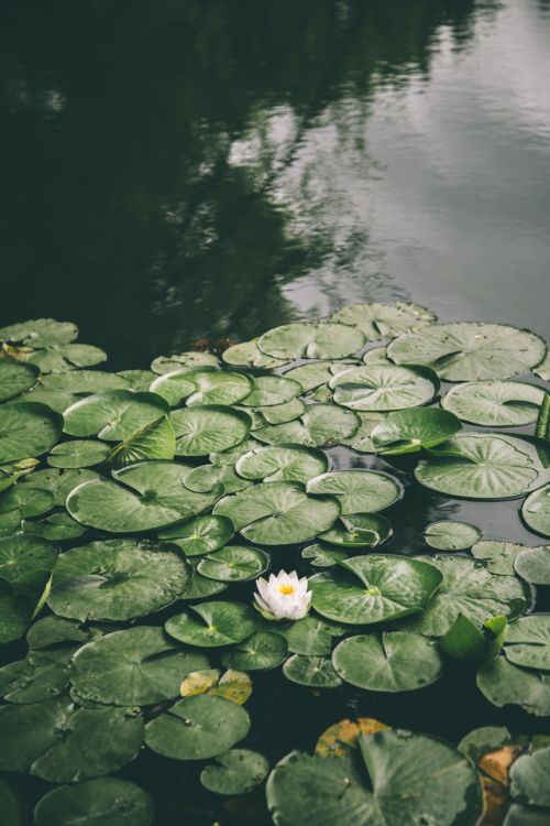 a white flower floating on top of a pond filled with lily pads and green leaves