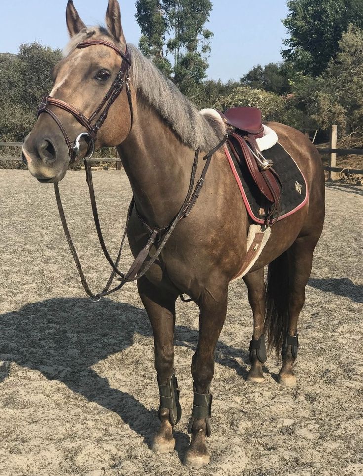 a brown horse standing on top of a dry grass covered field with trees in the background