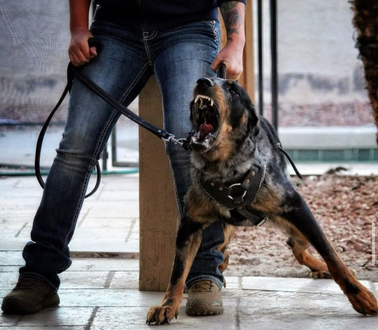 a man walking his dog on a leash