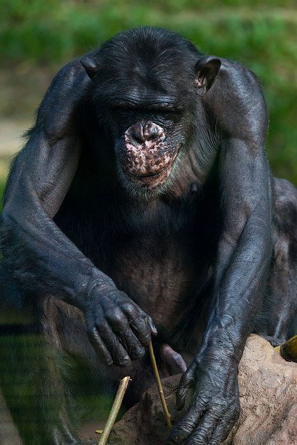 a black monkey sitting on top of a tree branch