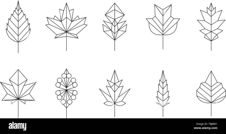 the different types of leaves in line art style on a white background stock photo royalty