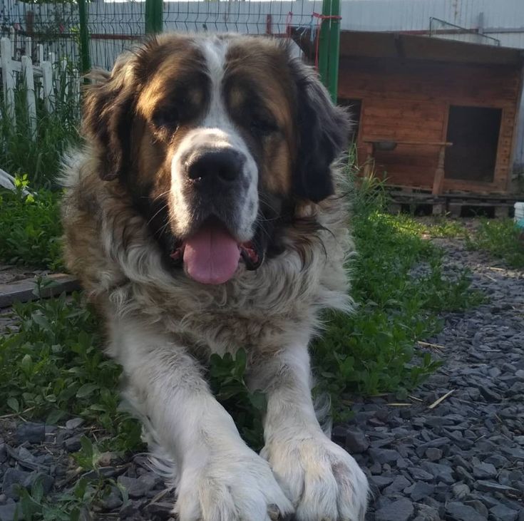 a large brown and white dog laying on top of a gravel covered ground next to a fence