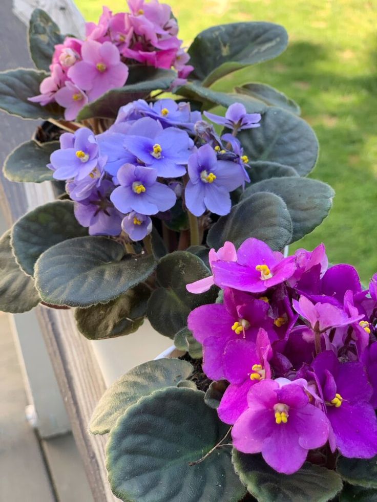 some purple flowers are in a pot outside