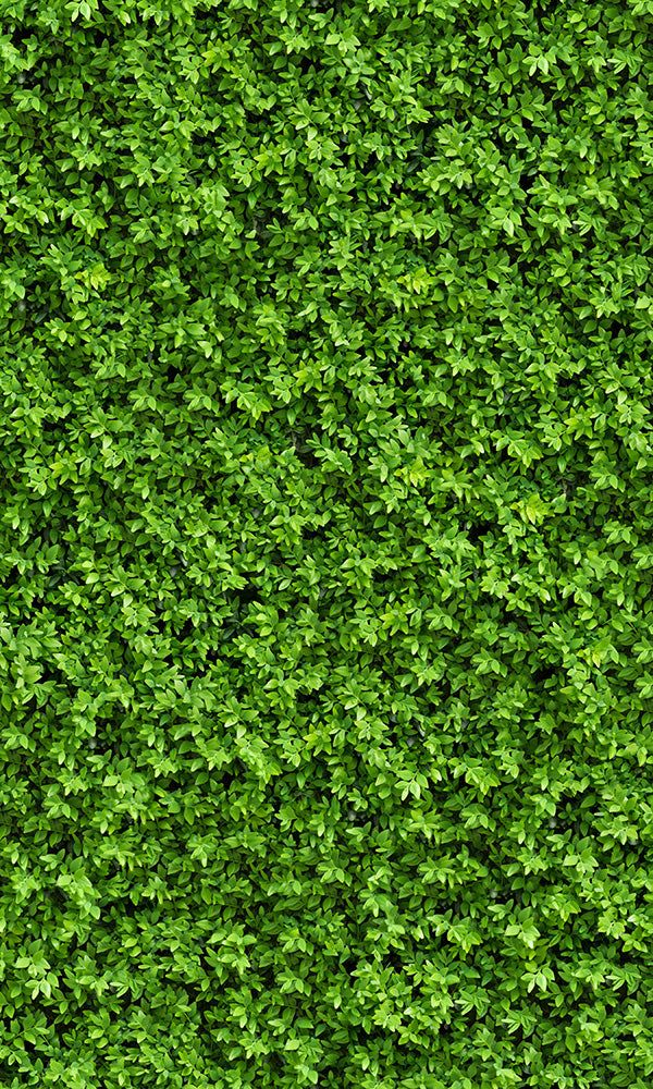 overgrowth leaf cover living wall wallpaper mural Grass Texture Seamless, Wall Texture Seamless, Nature Mural, Artificial Grass Wall, Plant Texture, Grass Background, Grass Wallpaper, Tree Textures, Vertical Garden Wall