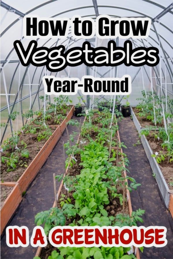 a greenhouse with plants growing in it and the words how to grow vegetables year round in a greenhouse