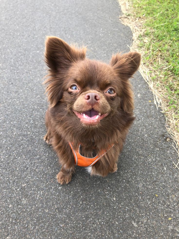 a small brown dog sitting on top of a road next to a grass covered field