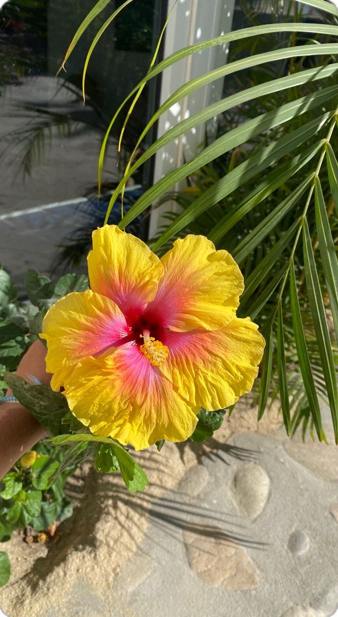 a yellow and pink flower sitting on top of a plant