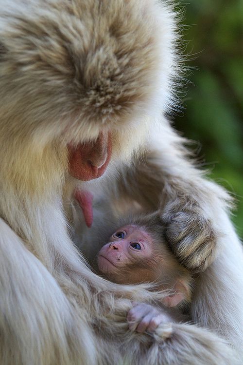 a monkey is holding a baby in its arms