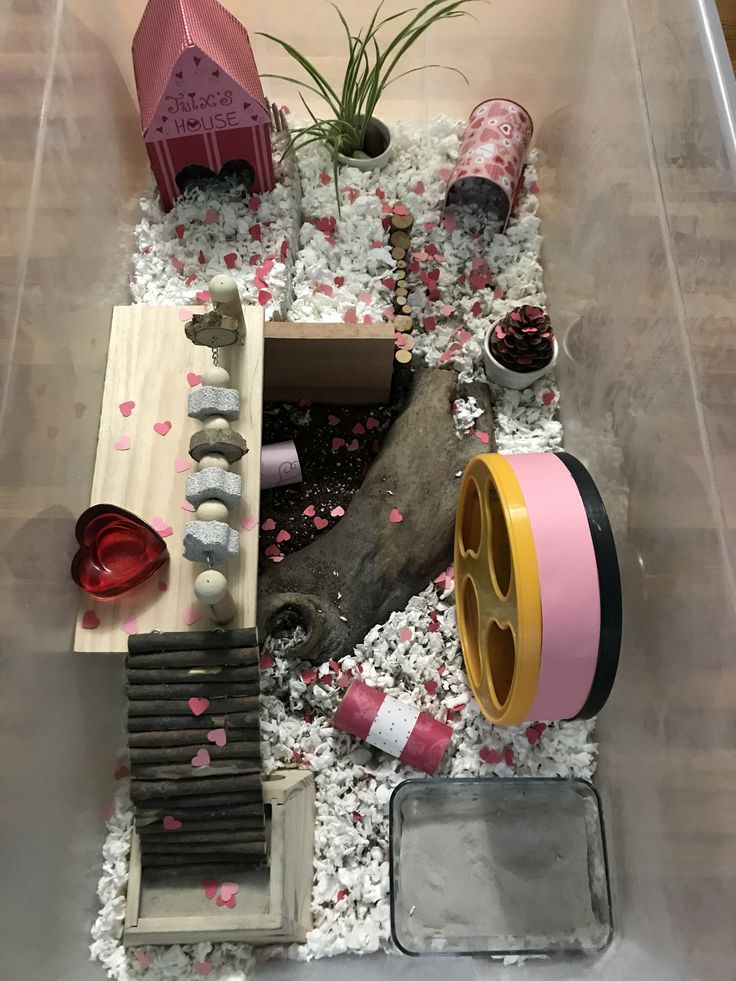 a plastic container filled with different types of items and plants on top of white rocks