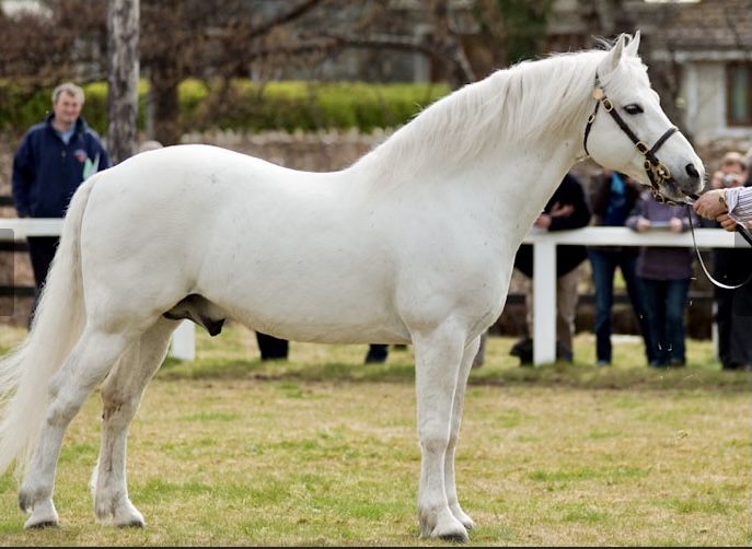 a white horse standing on top of a lush green field next to a man holding a rope