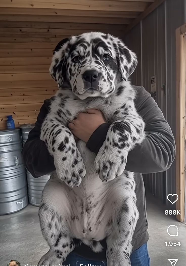 a man holding a large black and white dog in his arms, with the caption's name on it