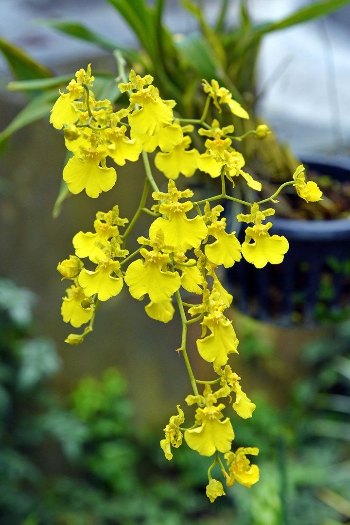 the yellow flowers are blooming on the plant in the potted area, and it is hard to tell what color they are