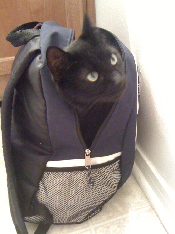 a black cat sitting in a backpack on the floor