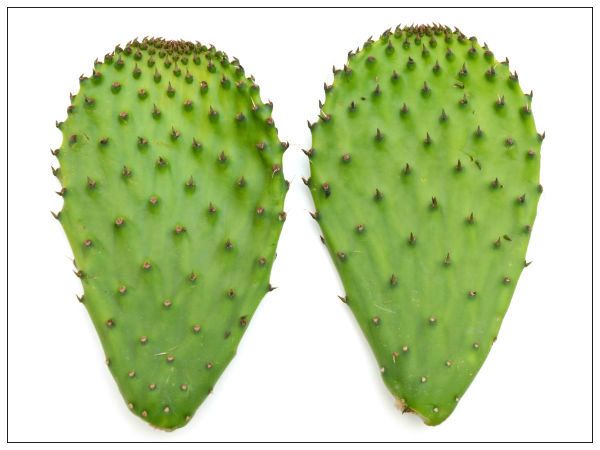 two large green cactus plants with small spikes on the top and bottom, against a white background