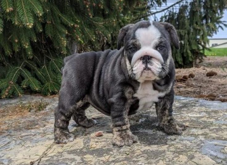 a black and white dog standing on top of a rock