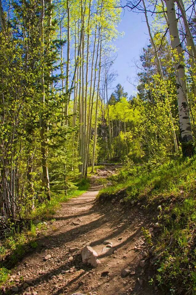 a dirt road surrounded by trees and rocks