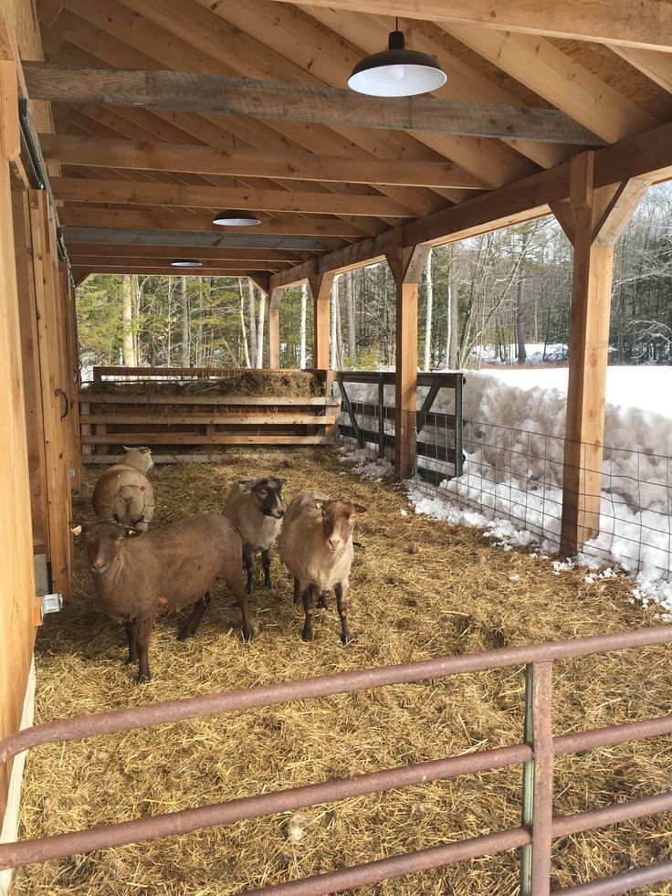 three sheep are standing in the hay under a shelter with snow on the ground and trees behind them