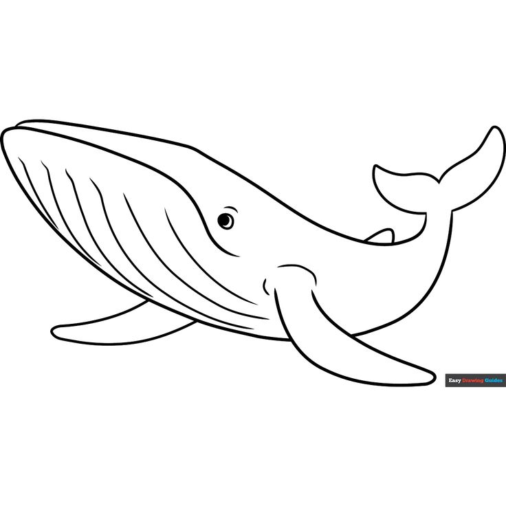 Free Blue Whale Coloring Page for Kids Humpback Whale Coloring Page, Humpback Whale Drawing Easy, Blue Whale Pictures, Blue Whale Drawing, Whale Images, Whale Printable, Whale Coloring, Whale Pictures, Whale Coloring Pages