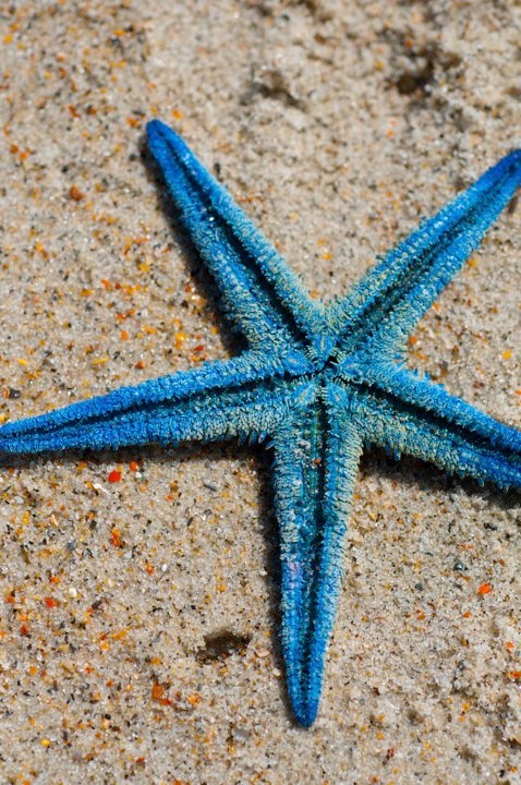 a blue starfish is laying on the sand