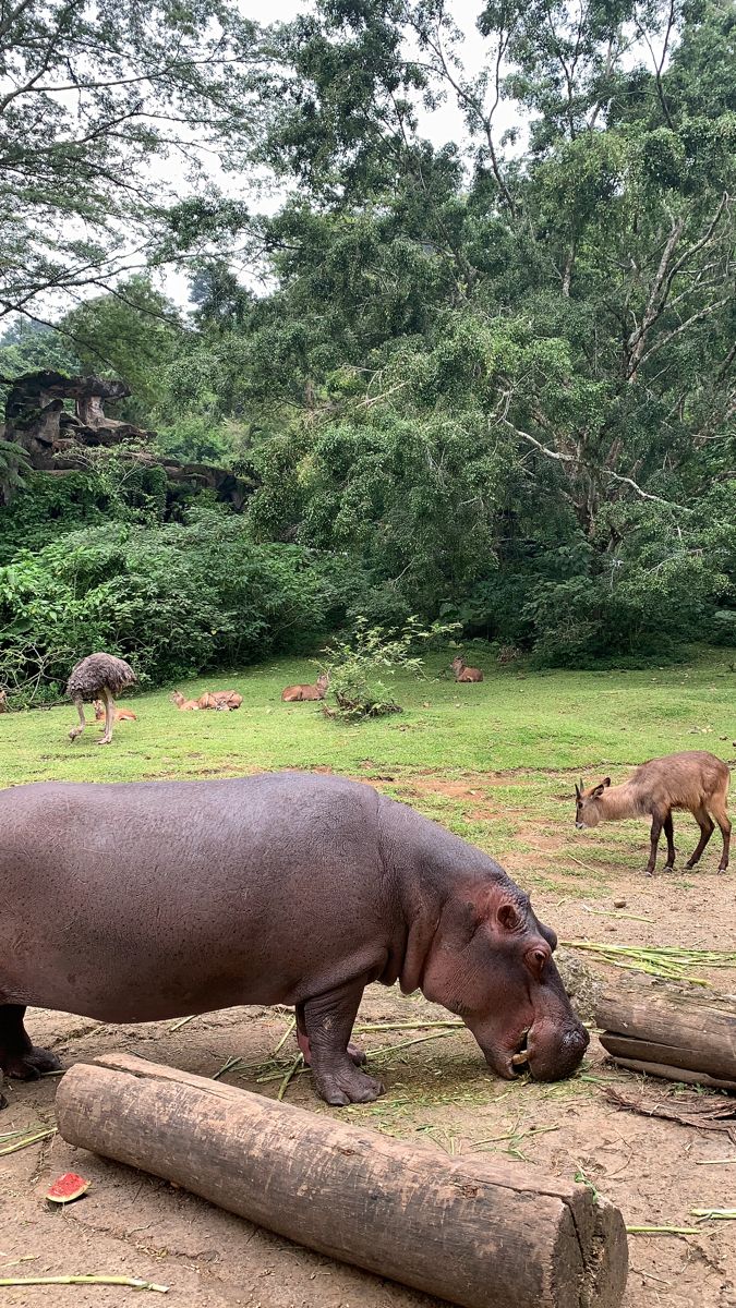 a hippopotamus standing on top of a dirt field next to some trees