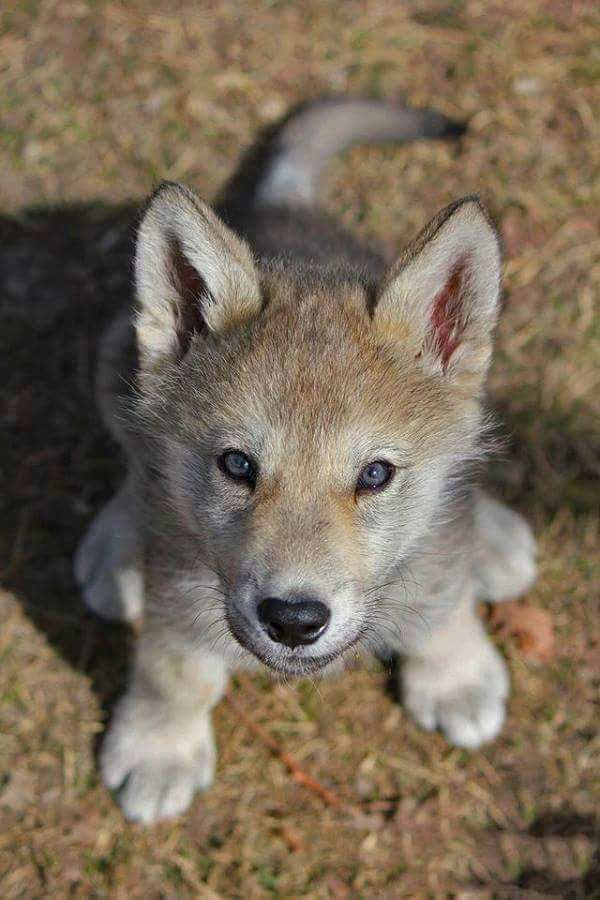 a small gray and white puppy sitting on top of dry grass next to a field