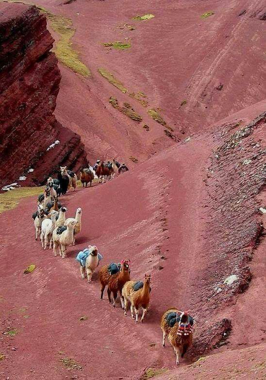 several llamas are walking up the side of a hill with red hills in the background