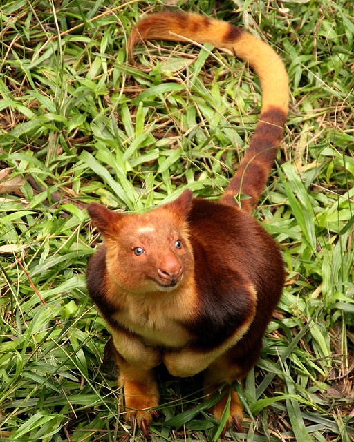 a small brown and black animal standing on top of grass