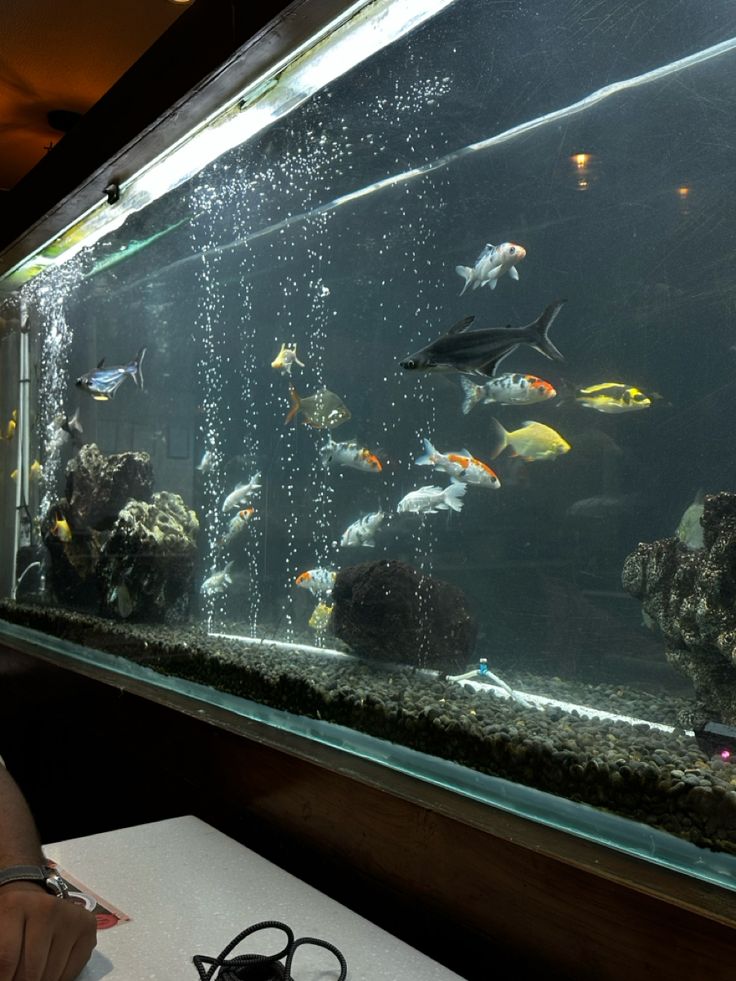 a person sitting at a table in front of an aquarium with many different types of fish