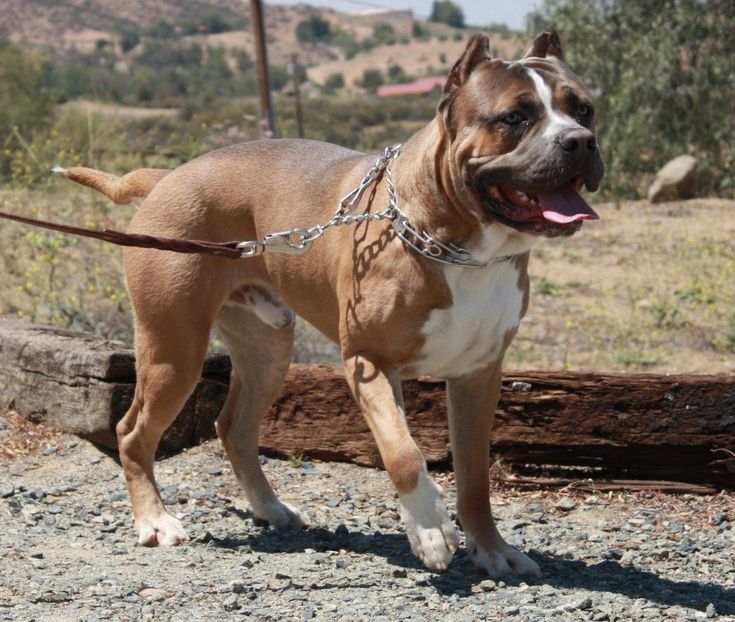 a brown and white dog standing on top of a dirt field