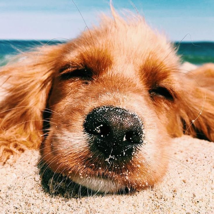 a close up of a dog laying in the sand at the beach with it's eyes closed