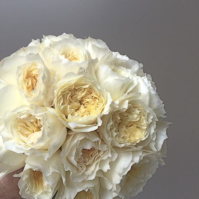 a person holding a bouquet of white flowers in their hand, with the background gray