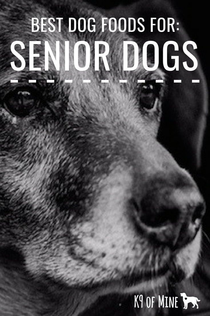 a black and white photo of a dog with the words best dog foods for senior dogs