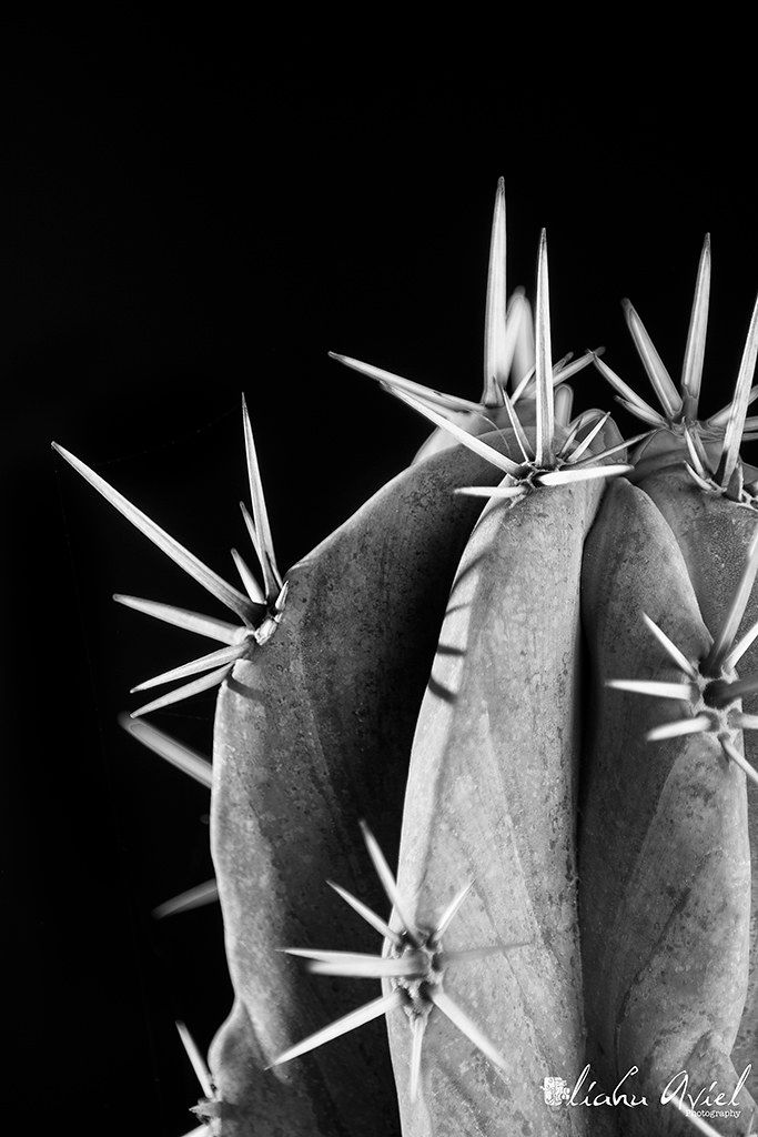 a black and white photo of a cactus with spikes on it's back end