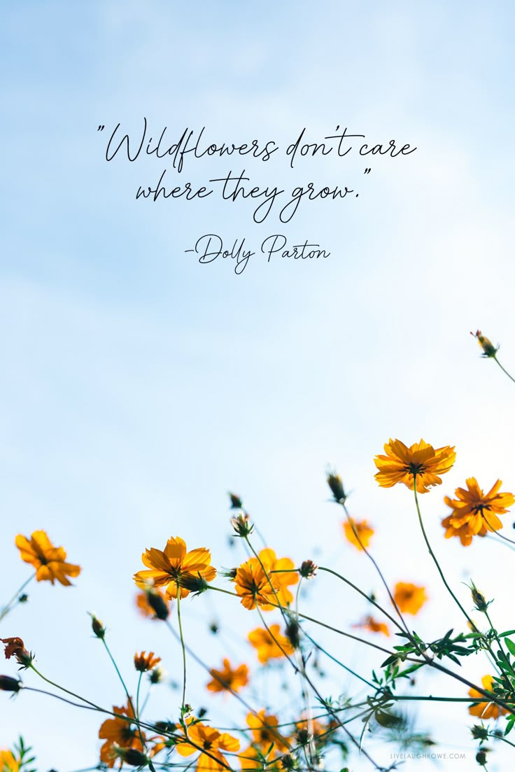 yellow flowers with a quote about wildflowers don't care where they grow