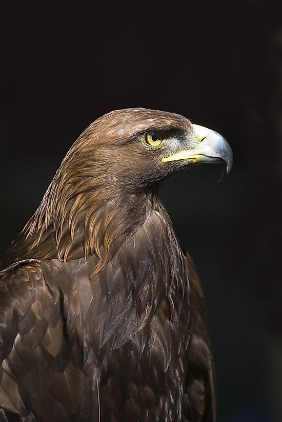 an eagle is looking at the camera while standing in front of a dark background royalty photo