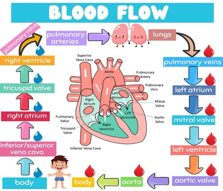 the human heart and blood flow diagram with labels on it, labeled in different colors