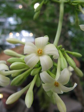 Carica papaya | Horticulture and Soil Science Wiki | Fandom Pawpaw Tree, Papaya Flower, Male Flowers, Papaya Plant, Papaya Tree, Edible Gardening, Flowering Quince, Papaya Seeds, Green Papaya