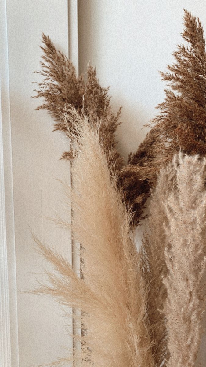 two dried plants sitting next to each other on a window sill in front of a white door