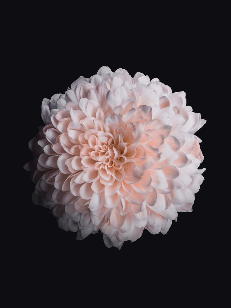 a large white flower on a black background