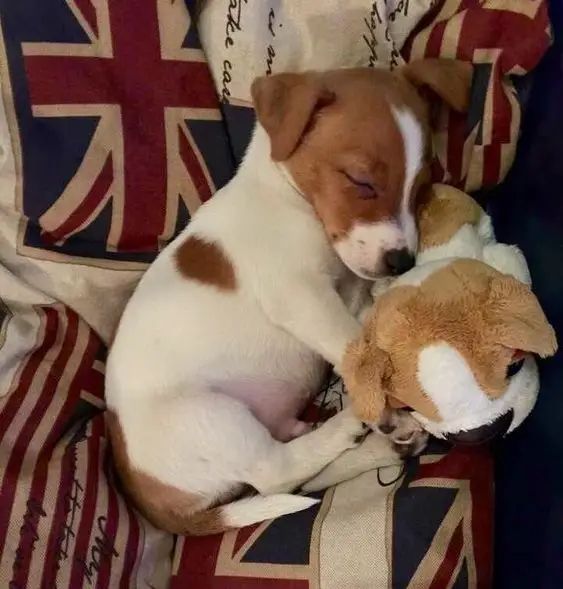 a small brown and white dog laying next to a stuffed animal