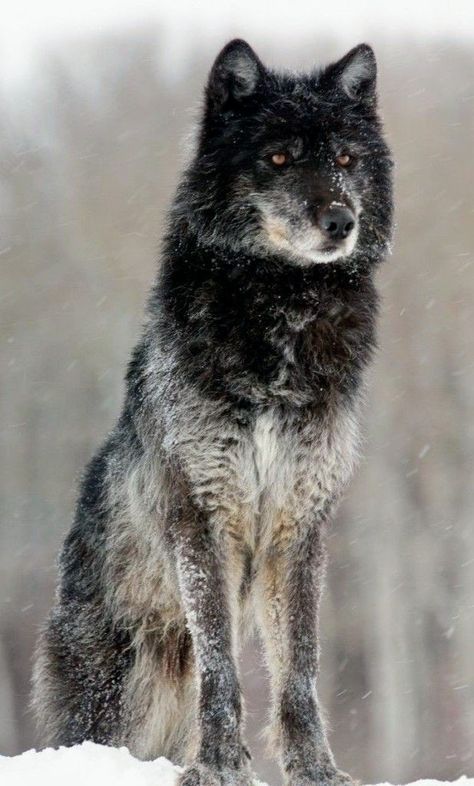 a black and white wolf standing in the snow