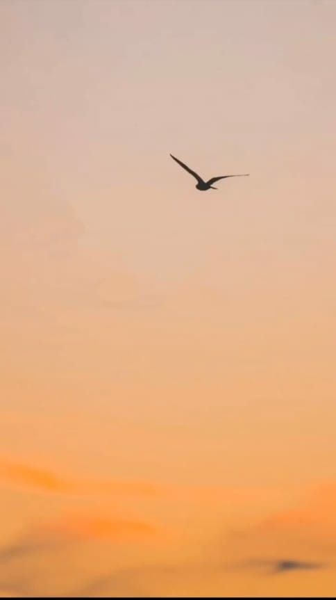 a bird flying in the sky at sunset