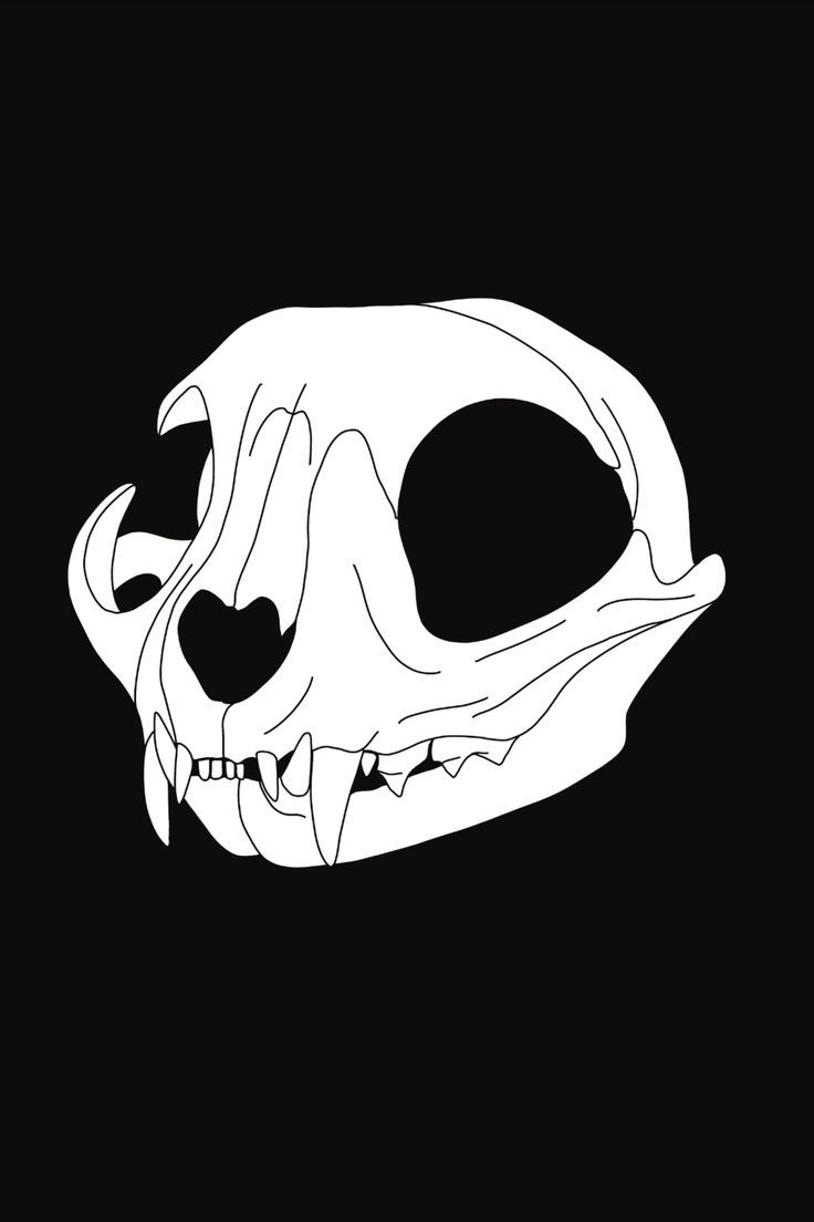 a black and white drawing of a skull on a dark background with the lower jaw missing