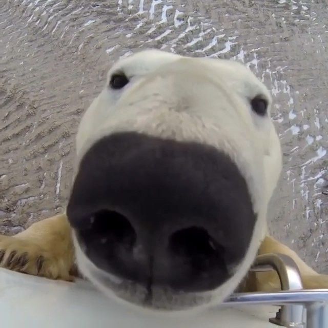 a close up of a polar bear's face and nose