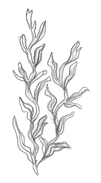 a drawing of seaweed on a white background