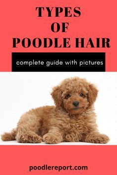 a brown dog laying on top of a pink book cover with the title types of poodle hair