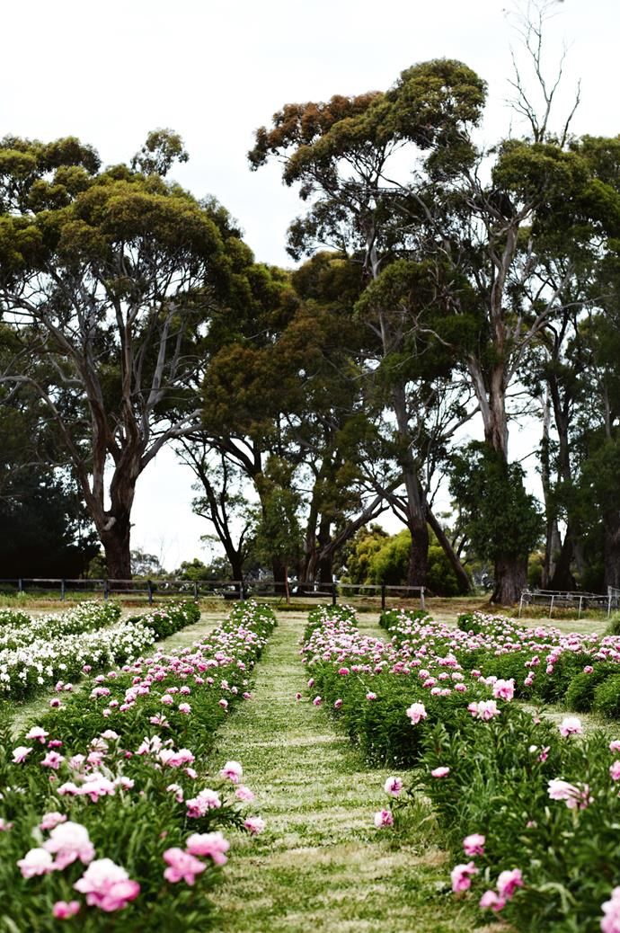 pink and white flowers are in the middle of a grassy field with trees behind it