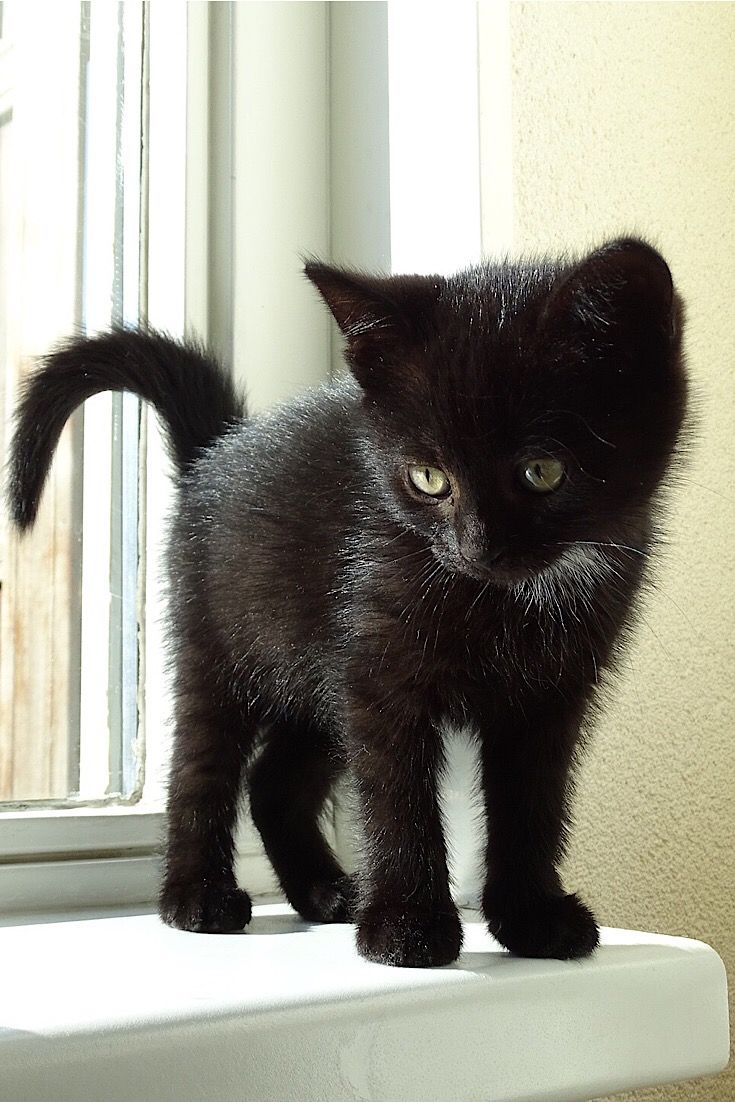 a small black kitten standing on top of a window sill looking at the camera