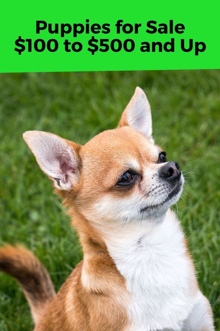 a small brown and white dog sitting on top of a grass covered field with the words puppies for sale $ 10 to $ 500 and up