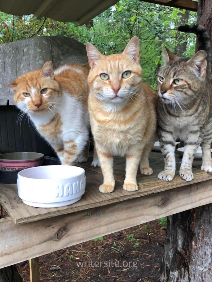 three cats standing on top of a wooden table